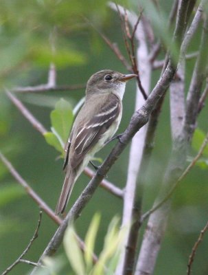 Alder Flycatcher 1627