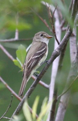 Alder Flycatcher 1628