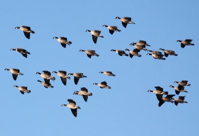 Cackling Geese 3720
