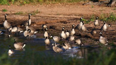Cackling Geese 2495