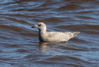 Thayer's Gull 3822