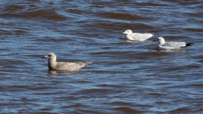 Thayer's Gull 3824