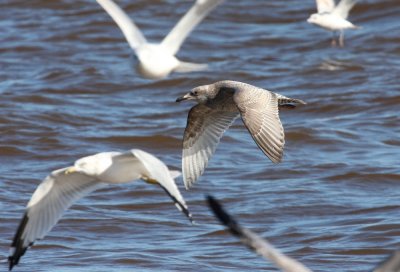 Thayer's Gull 3825