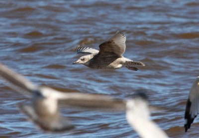 Thayer's Gull 3828