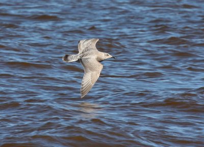 Thayer's Gull 3845