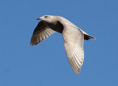 Thayer's Gull 3861