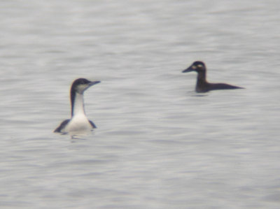 Pacific Loon - Oct 2010