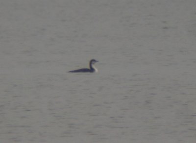 Pacific Loon 3427