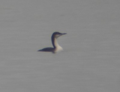 Pacific Loon 3431