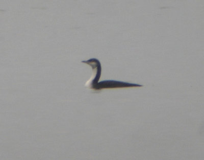 Pacific Loon 3433