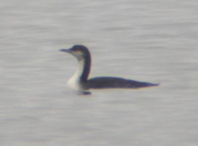 Pacific Loon 3450