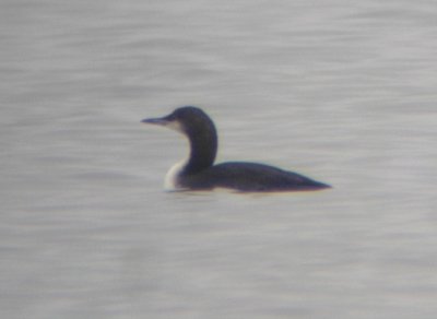 Pacific Loon 3451