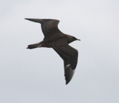 Parasitic Jaeger 4316