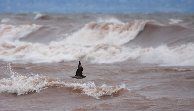 Parasitic Jaeger 4296