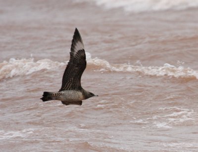 Parasitic Jaeger 4274