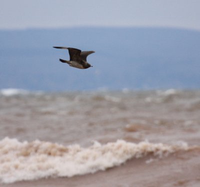 Parasitic Jaeger 4265