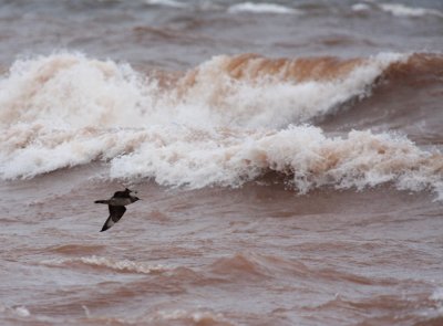 Parasitic Jaeger 4260