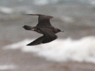 Parasitic Jaeger 4185