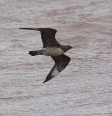 Parasitic Jaeger 4177