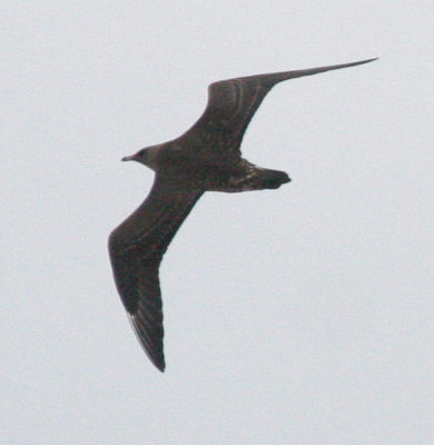 Parasitic Jaeger 4155