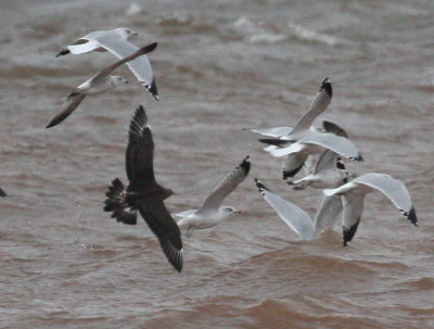 Parasitic Jaeger 4117