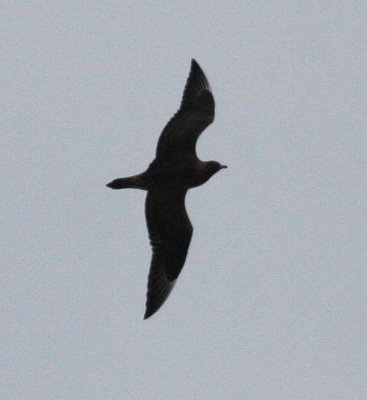 Parasitic Jaeger 4030