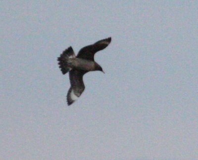 Parasitic Jaeger 4001