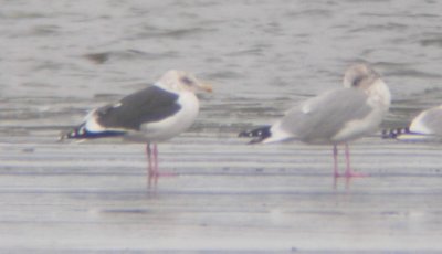 Slaty-backed Gull - Nov 2010