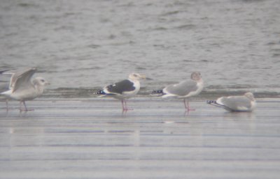 Slaty-backed Gull 3505