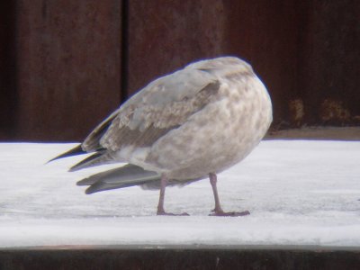 Mystery Gull 3507