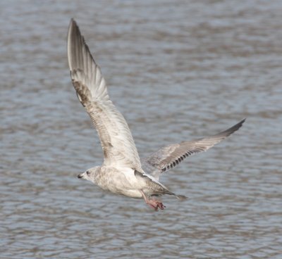 Mystery Gull 4657