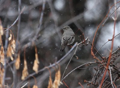 Townsend's Solitaire 4686