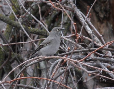 Townsend's Solitaire 4681