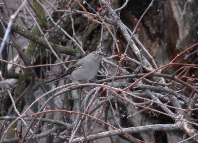 Townsend's Solitaire 4677