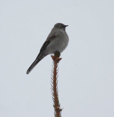 Townsend's Solitaire 4690