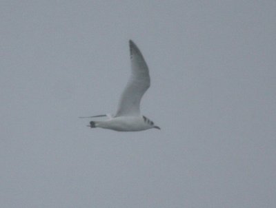 Black-legged Kittiwake 4734