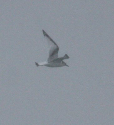 Black-legged Kittiwake 4753