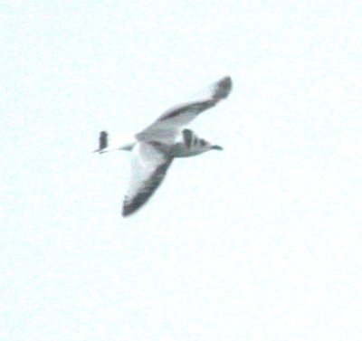 Black-legged Kittiwake 4777