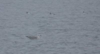 Great Black-backed Gull 4791