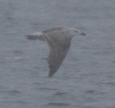 Great Black-backed Gull 4804