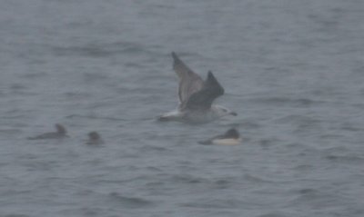 Great Black-backed Gull 4817