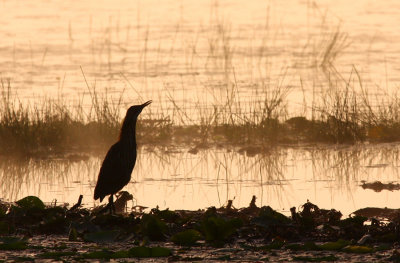 American Bittern 0025