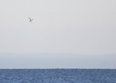 Sabine's Gull 0437