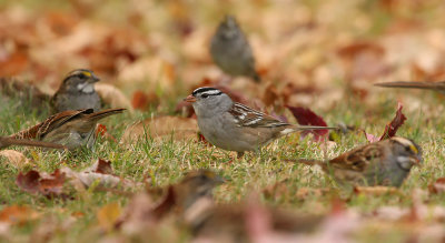 White-crowned Sparrow 0953