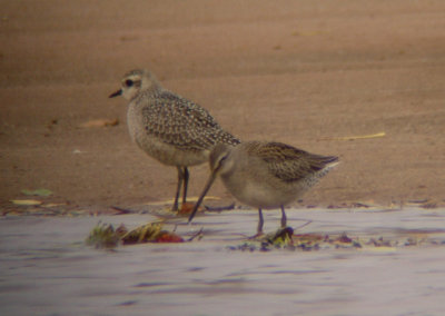 Long-billed Dowitcher_0078