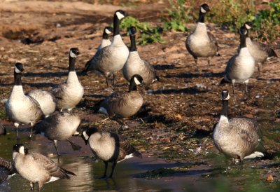 Cackling Geese 2494