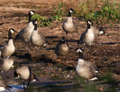 Cackling Geese 2495b