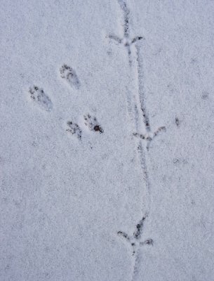 Red squirrel and ruffed grouse tracks