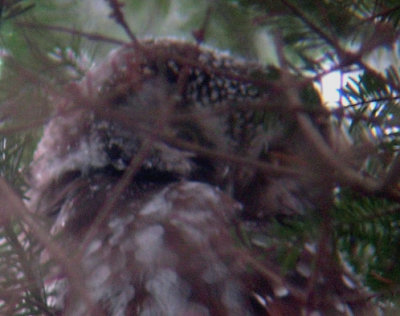 Boreal Owl