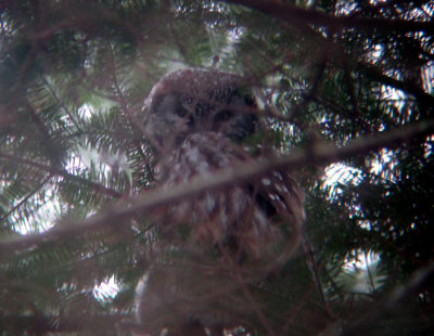 Boreal Owl